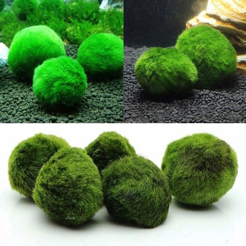 1Pcs 3-4cm Moss Balls Live Aqu - Terrarium Moss Art ulasan dan harga