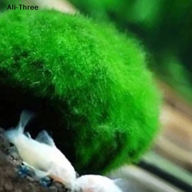 1Pcs 3-4cm Moss Balls Live Aqu - Terrarium Moss Art ulasan dan harga