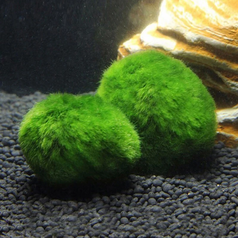 1Pcs 3-4cm Moss Balls Live Aqu - Terrarium Moss Art ulasan dan harga