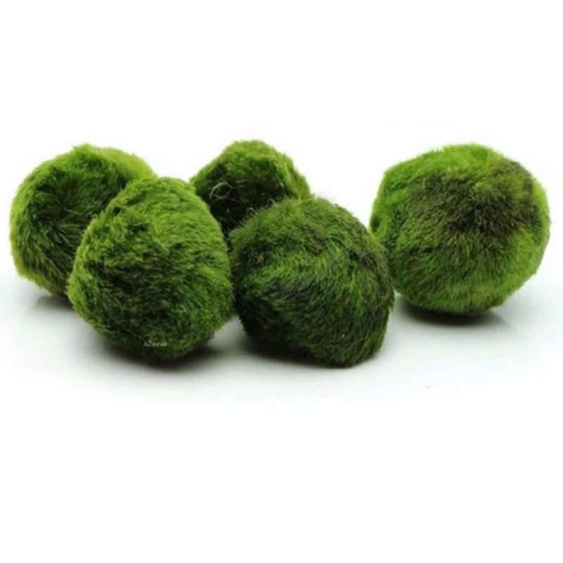 1Pcs 3-4cm Moss Balls Live Aqu - Terrarium Moss Art ulasan dan harga