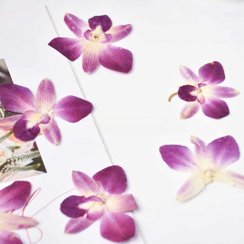 4pcs,Real Pressed Butterfly Or - Resin Craft Ideas ulasan dan harga