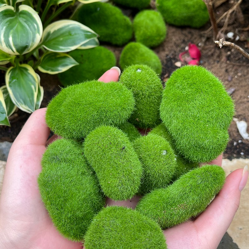 50/5PCS Artificial Foam Moss R - Terrarium Moss Art ulasan dan harga